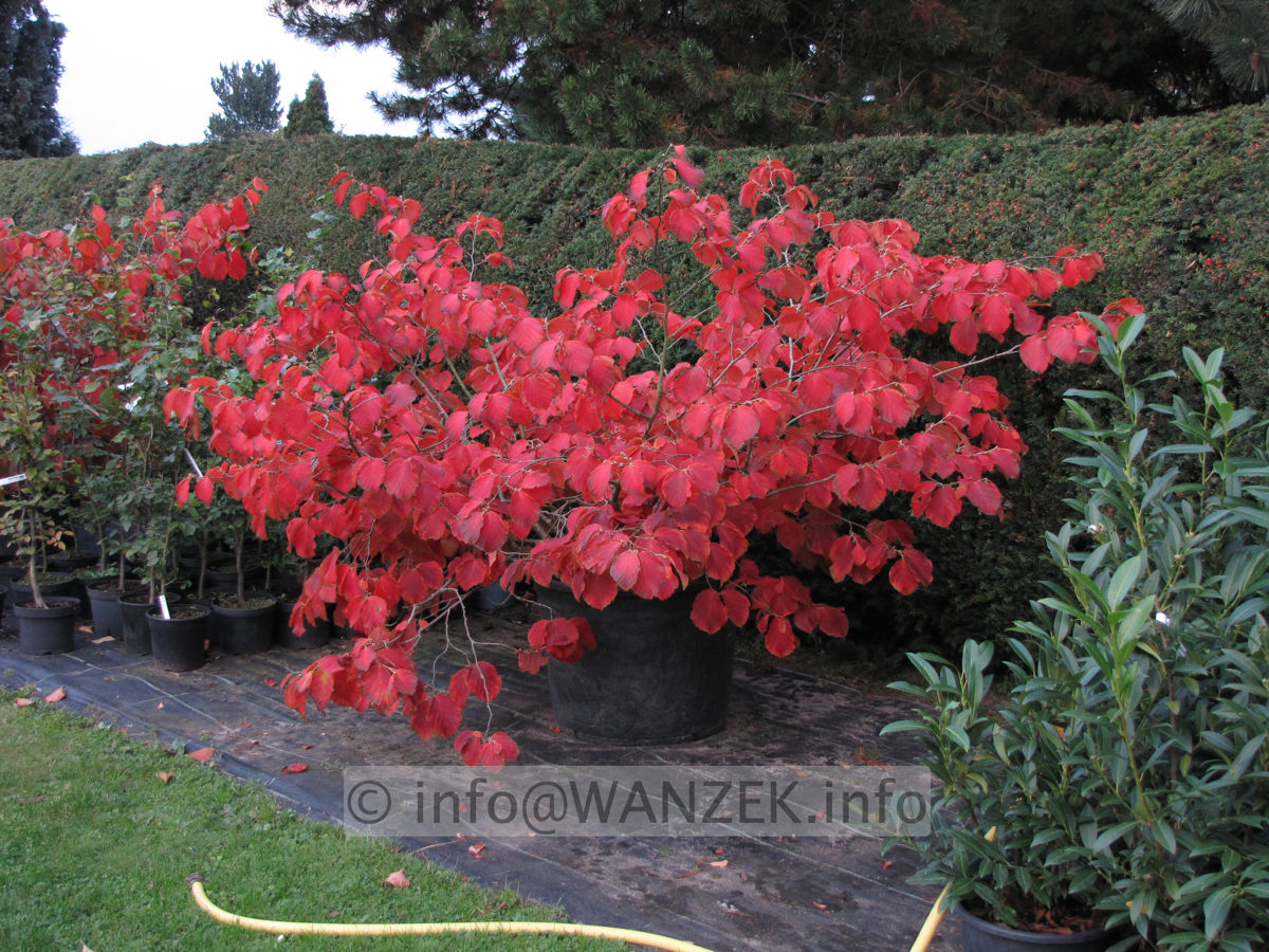 Hamamelis Diana Herbstfaerbung 05.JPG